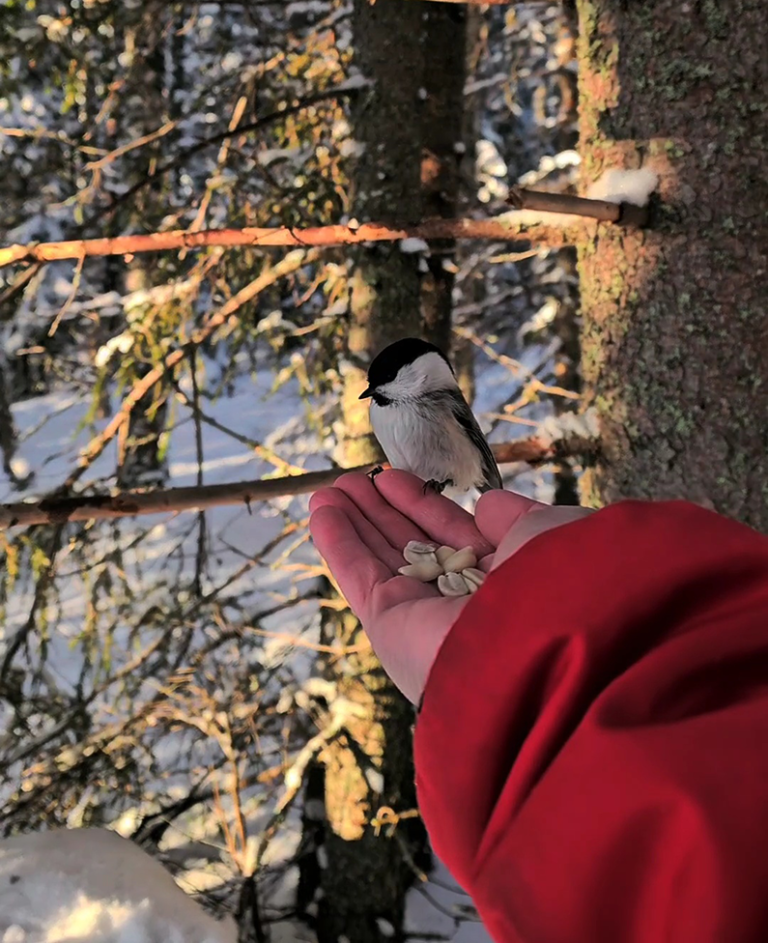 bird-feeders-jongunjoen-matkailu
