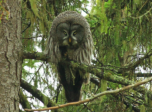 Birdwatching- birding- birds- finland