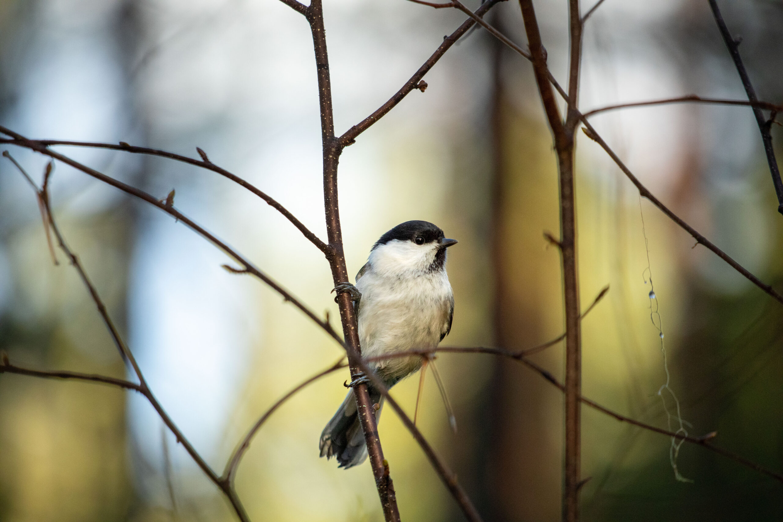 Regenerative tourism