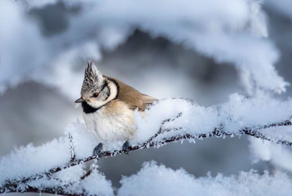 Biodiversity and conservation in tourism