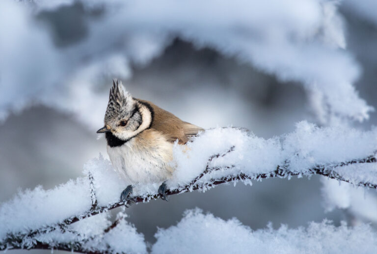 Biodiversity and conservation in tourism