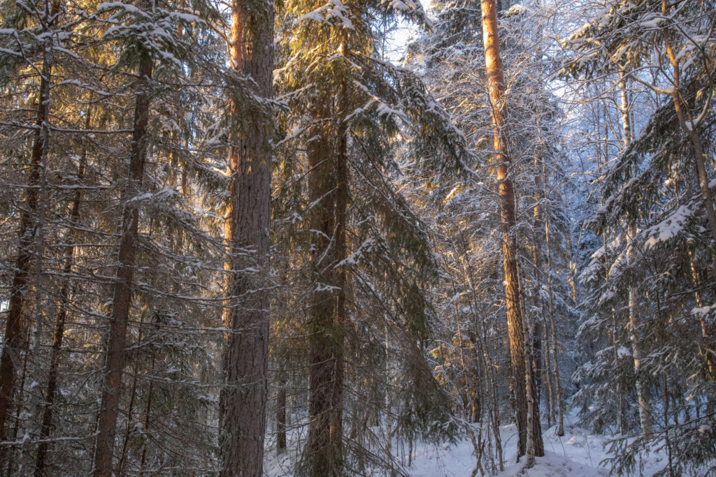 Regenerative tourism